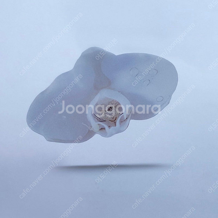 (미개봉) 한정판 이옥토 호접란 책갈피 포함 처음 본 ...--0