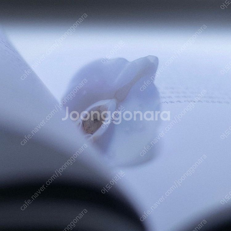 (미개봉) 한정판 이옥토 호접란 책갈피 포함 처음 본 ...--1