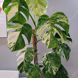 몬스테라 알보 10장 대품.