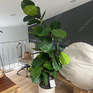 무화과 나무 인조 식물 2m