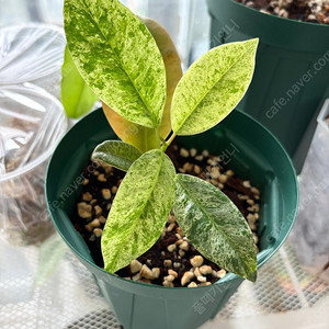 Ficus elastica shivereana ( 쉬베리아나 고무나무 )