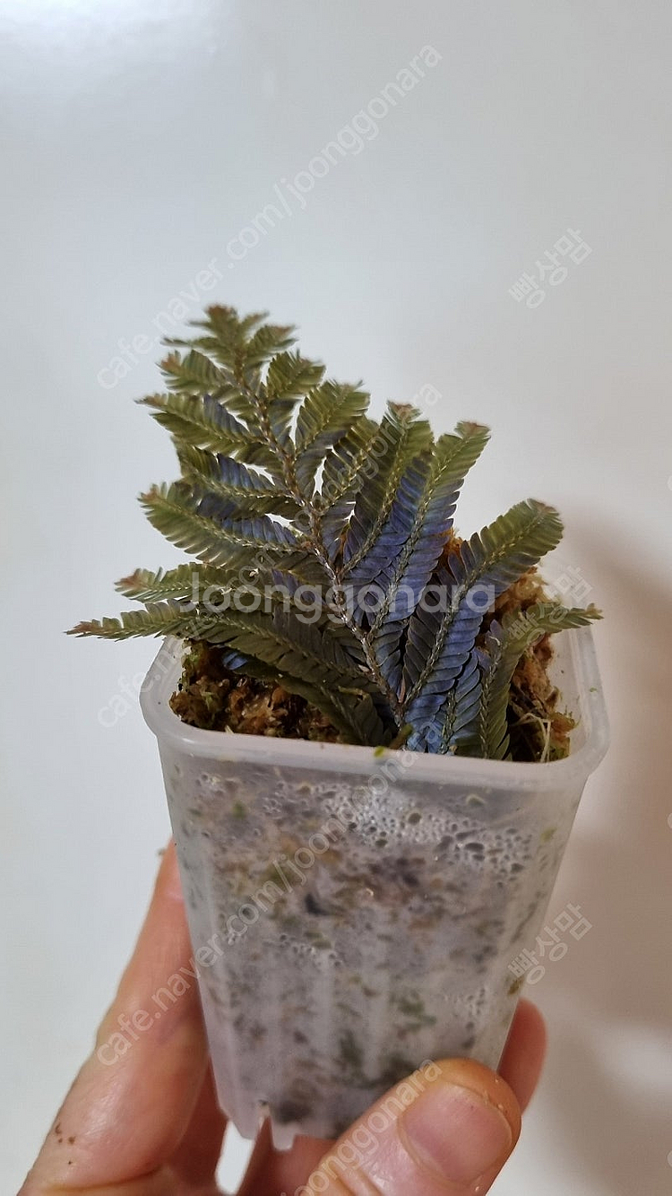 셀라지넬라 윌데노위,베고니아 헴슬레아나,--1
