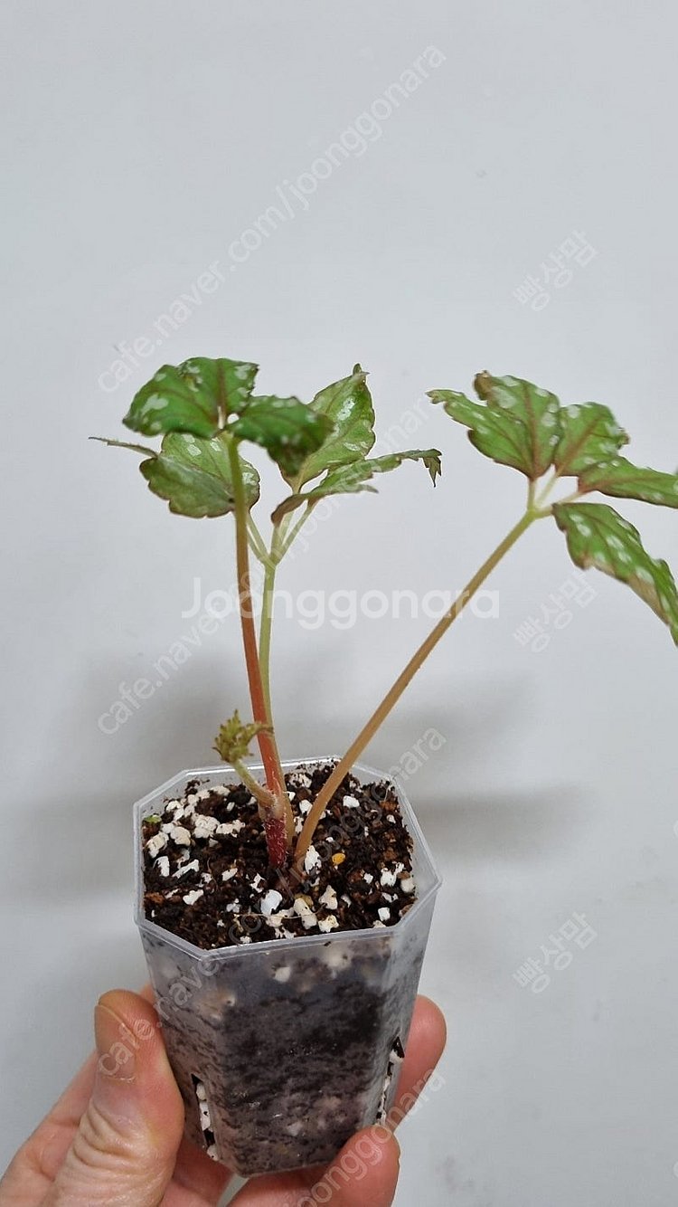 셀라지넬라 윌데노위,베고니아 헴슬레아나,--3