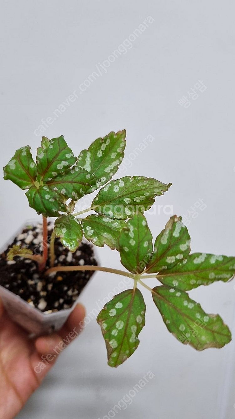 셀라지넬라 윌데노위,베고니아 헴슬레아나,--4
