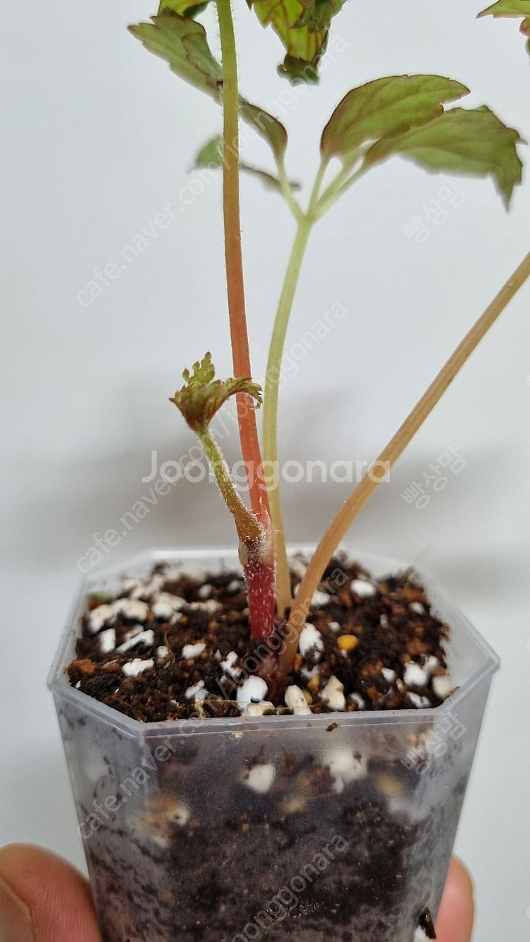 셀라지넬라 윌데노위,베고니아 헴슬레아나,--6