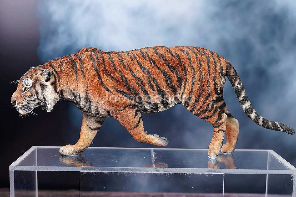 1/6 작가 시베리아 호랑이, 수마트라 호랑이, 핫토이 스타워즈 시리즈, 루즈 판매--6