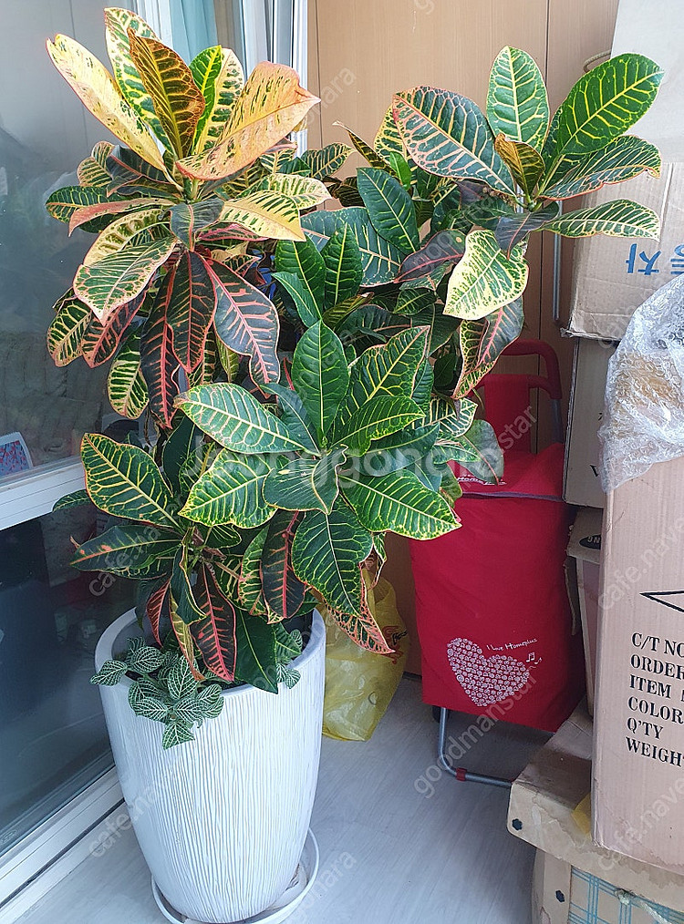 크로톤 공기정화식물 색상 예쁜 크로톤 팝니다.--0