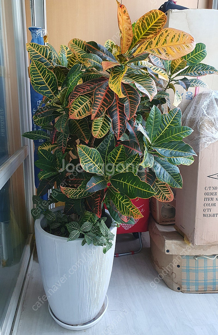 크로톤 공기정화식물 색상 예쁜 크로톤 팝니다.--1