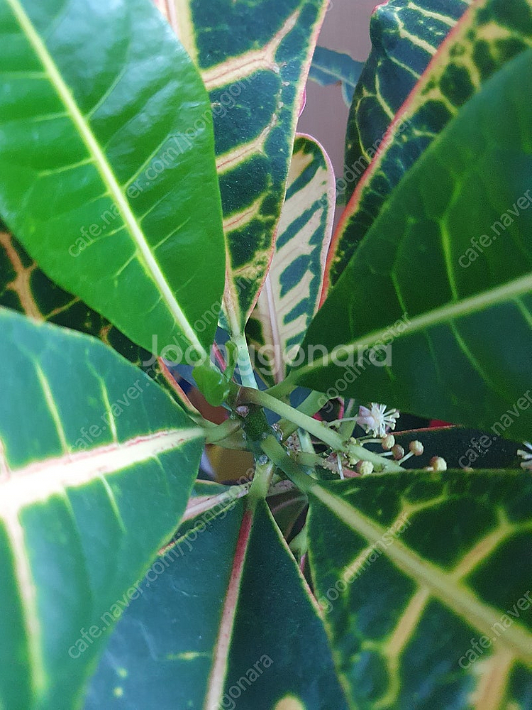 크로톤 공기정화식물 색상 예쁜 크로톤 팝니다.--2