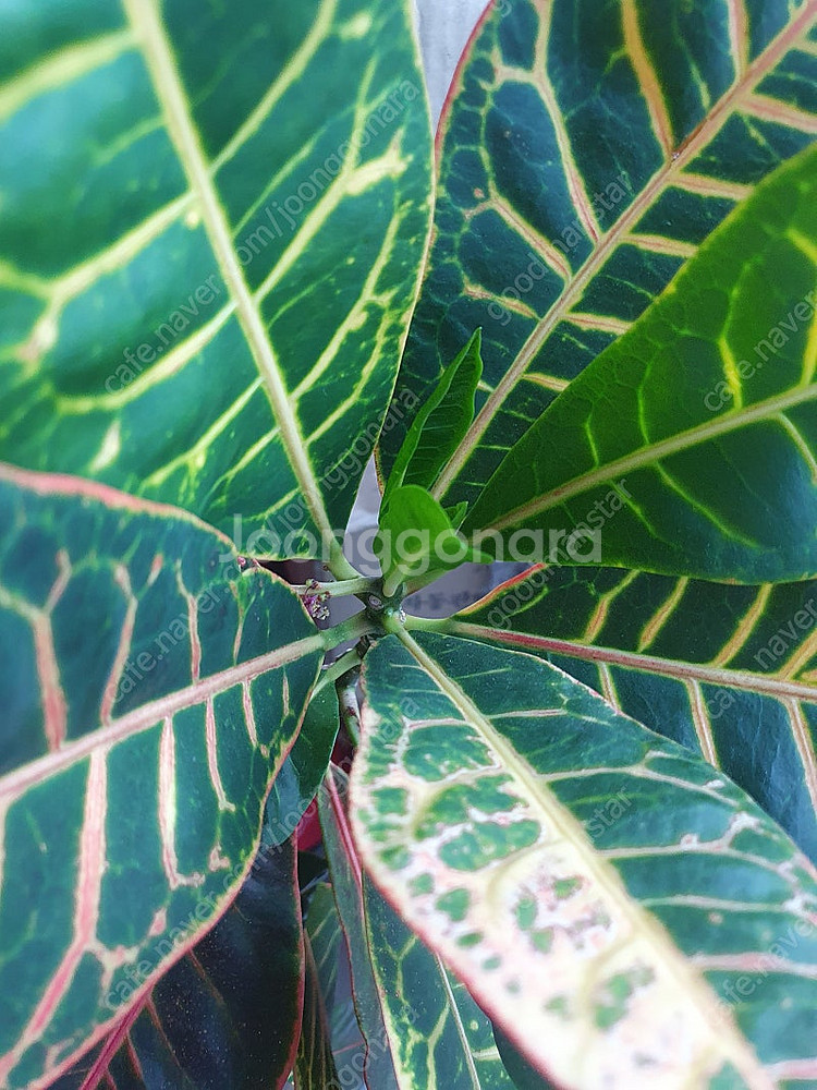 크로톤 공기정화식물 색상 예쁜 크로톤 팝니다.--4