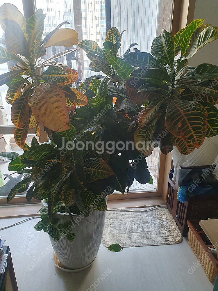 크로톤 공기정화식물 색상 예쁜 크로톤 팝니다.--5