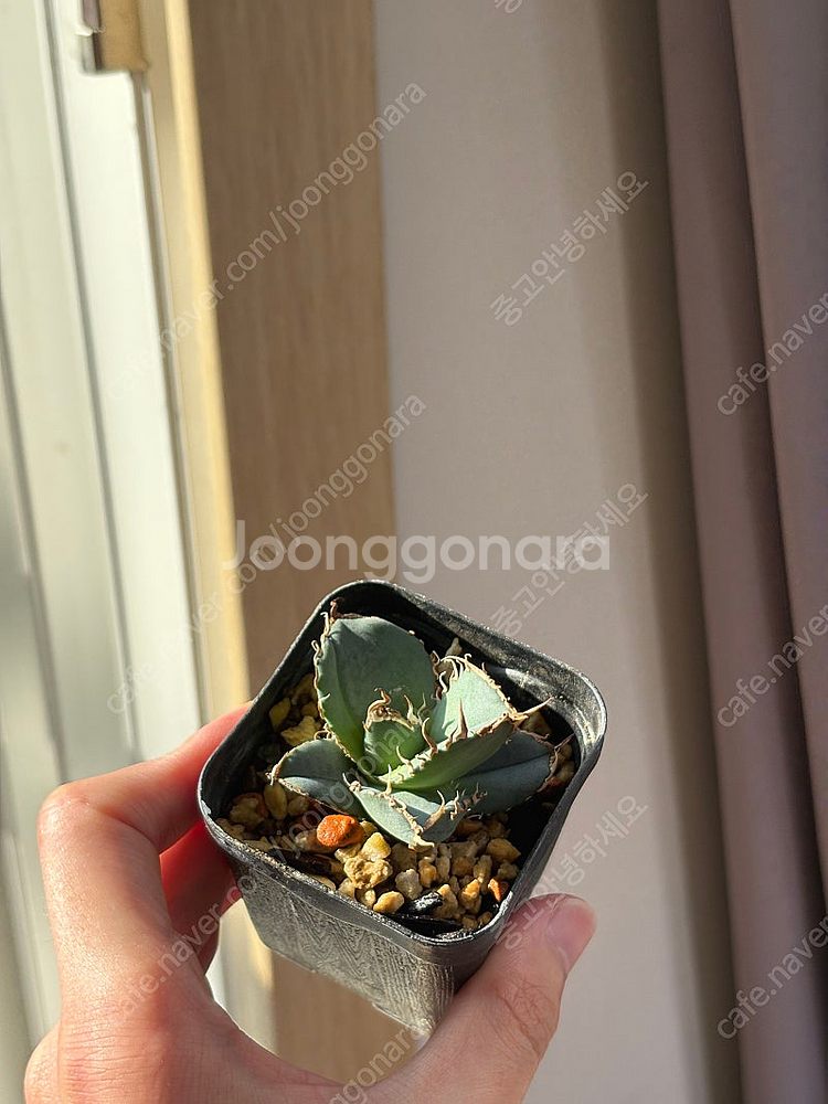 아가베 티타노타 페더--0