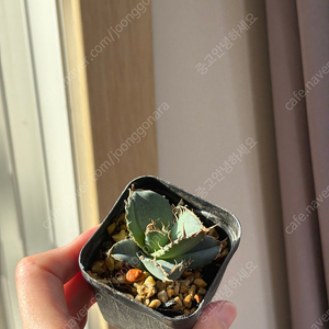 아가베 티타노타 페더