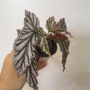 베고니아 분양합니다 2