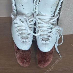 에디아 코러스 215