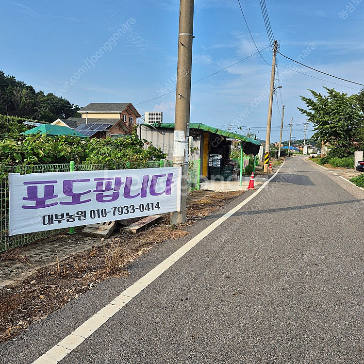 캠벨포도 대부도포도 대부포도 1박스 무료배송--3