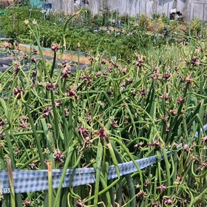 삼동파 모종 이미지