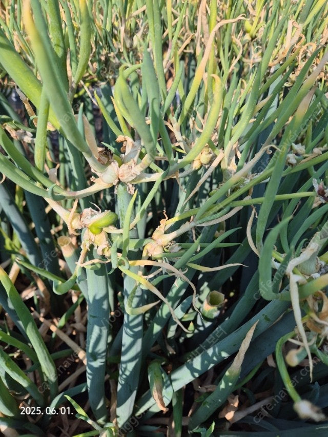 삼동파 모종 이미지