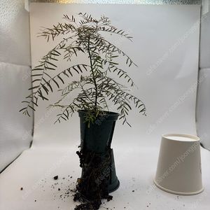 필란세스 페어리 온실용 풍성해요. 택비 별도