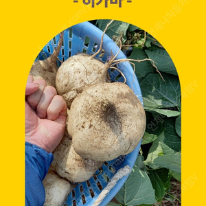직접재배 당뇨 다이어트에 도움되는 세계20대 건강푸드식품 히카마 10키로 택포28,000팜