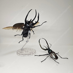 생물대도감 다윈사슴벌레 코카서스 장수풍뎅이 어드밴스 일괄