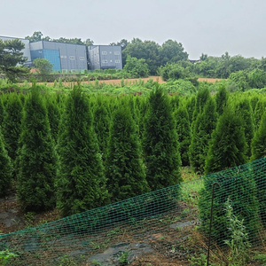 01058634005 #엠알란드그린판매중 #소나무판매 #조경수 #나무판매 #나무매매 #측백나무 #향나무 지역은 경기도 전화번호 01058634005 다량구매시 가격조정