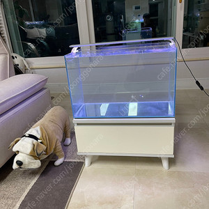 (경기 북부) 프리미엄 2자 중폭 수조 60x35x38 6T 서랍형 받침대 세트 상태 S급 판매 (개별 가능)