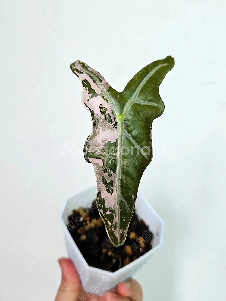 알로카시아 노빌리스 화이트핑크 바리에가타--0