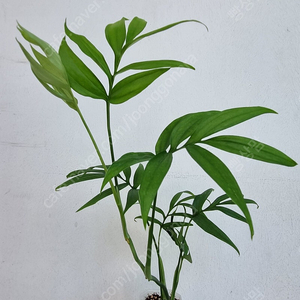 몬스테라 섭피나타,민트 아단소니,초코 싱고니움,아글레오네마 모데스툼 바리에가타,스킨답서스 실버 히로,몬스테라 실테페카나