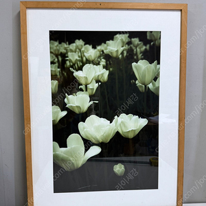 튤립 꽃 풍경 사진작품 사진앨범 사진액자