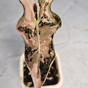 알로카시아 노빌리스 화이트핑크 (무천이왕자구묘)