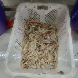 흰다리새우 파지