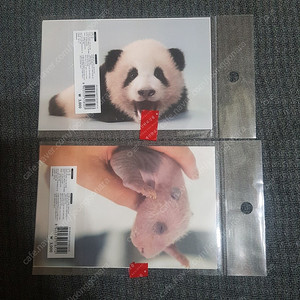 (정가)푸바오 엽서세트 2p 2종