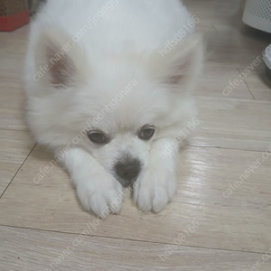 Skt 데이터2기가 선물하기 2,500원