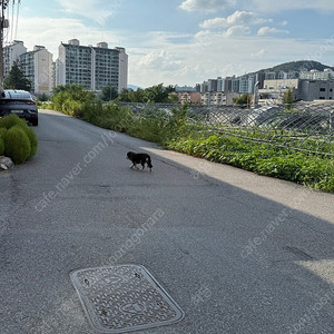 wcl-x100ii 삽니다