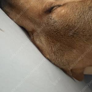 오렌지 목줄