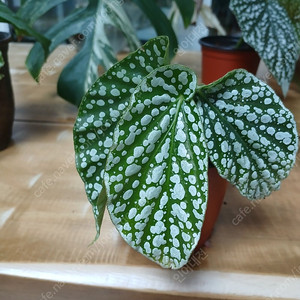 목베고니아 일괄 분양해요