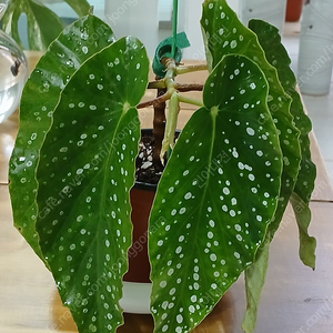 목베고니아 (백설희)분양