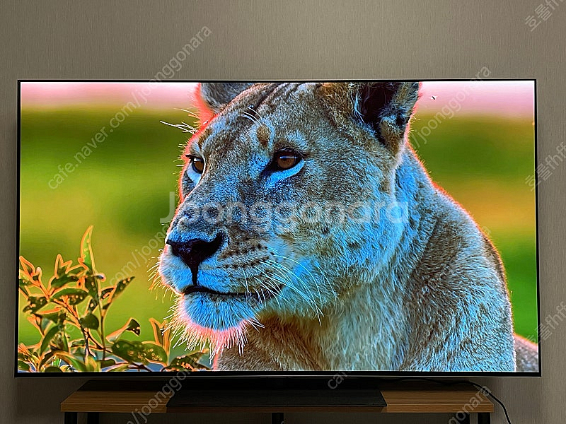24년 LG OLED TV 55인치 스탠드형--3