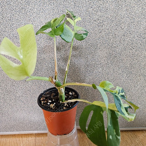 민트 히메 몬스테라
