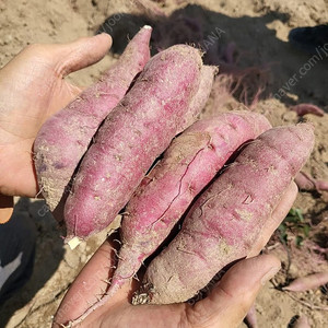 시아버지 꿀고구마 10kg[택배비 포함입니다]