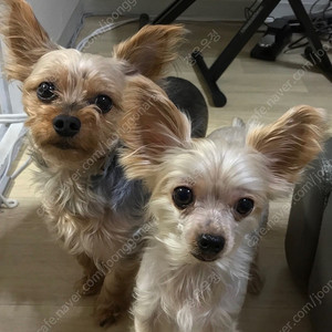 샤브올데이 5000원권 2장 일괄2000원에팝니다