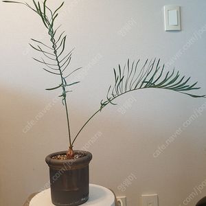 캐언지아나 소철 Cycas Cairnsiana
