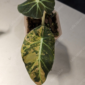 알로카시아 블랙벨벳 골드바리에가타 분양합니다