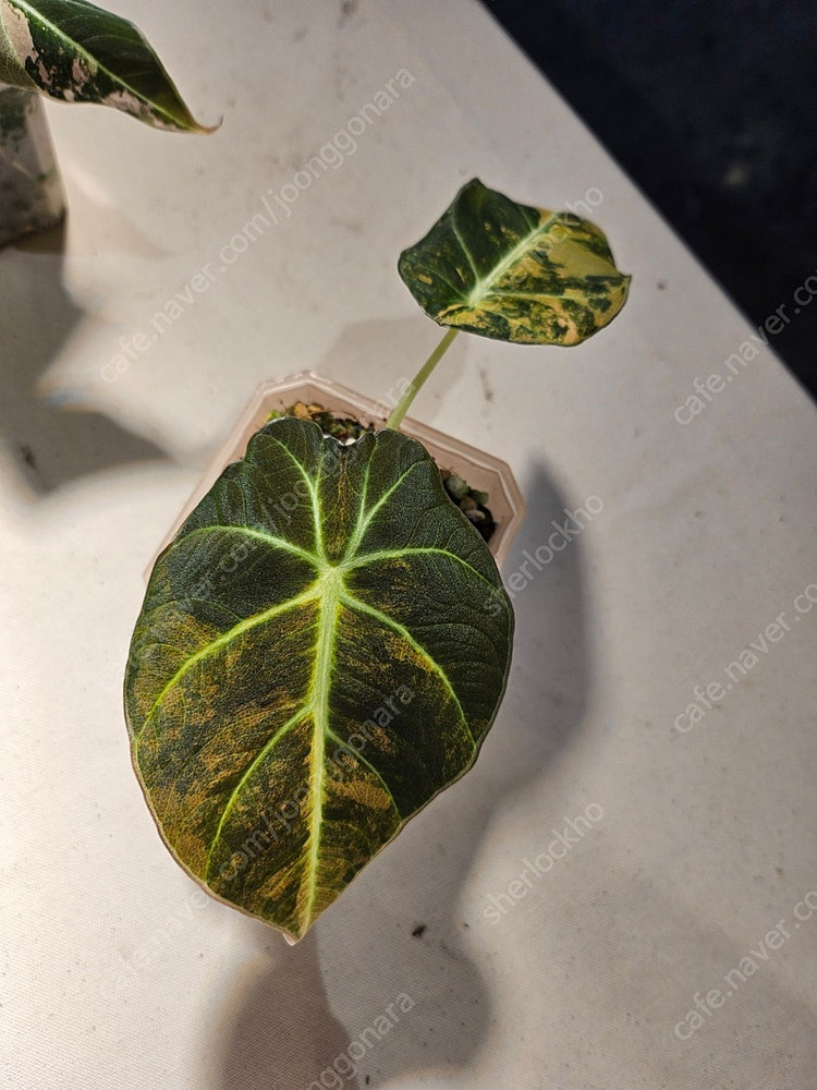 알로카시아 블랙벨벳 골드바리에가타 분양합니다--1