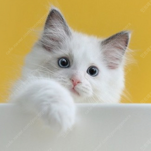 원스토어 쿠폰 , 포인트 무한 매입