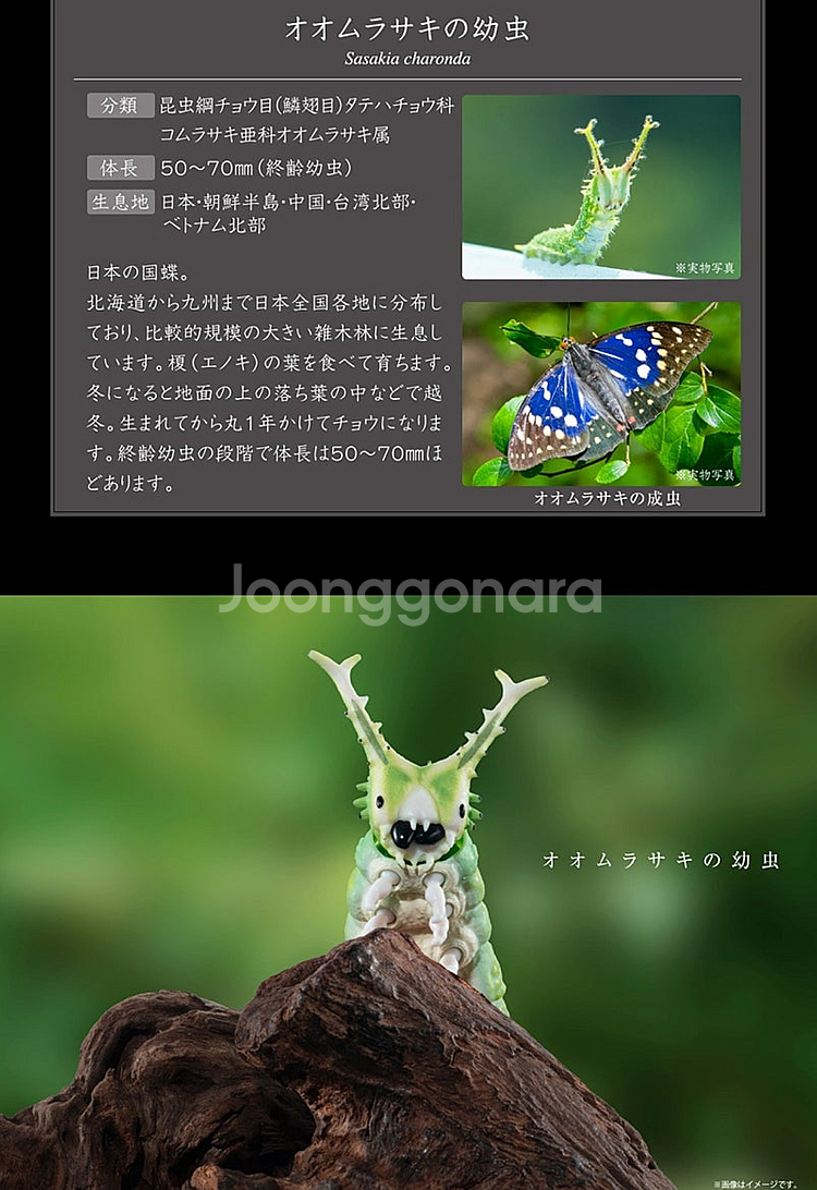 BANDAI(반다이), 왕오색나비 유충, 팝니다.--2
