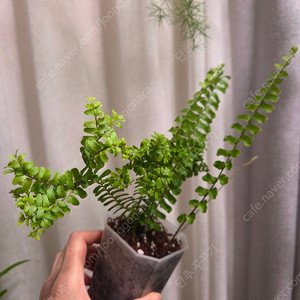 사자발 고사리