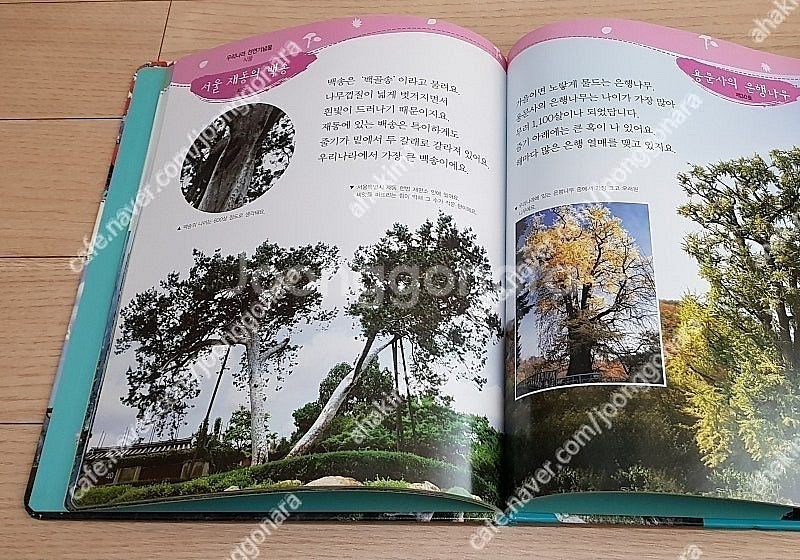 웅진다책구름버스그림책(42권) 한국톨스토이지혜로운탈무드...--7