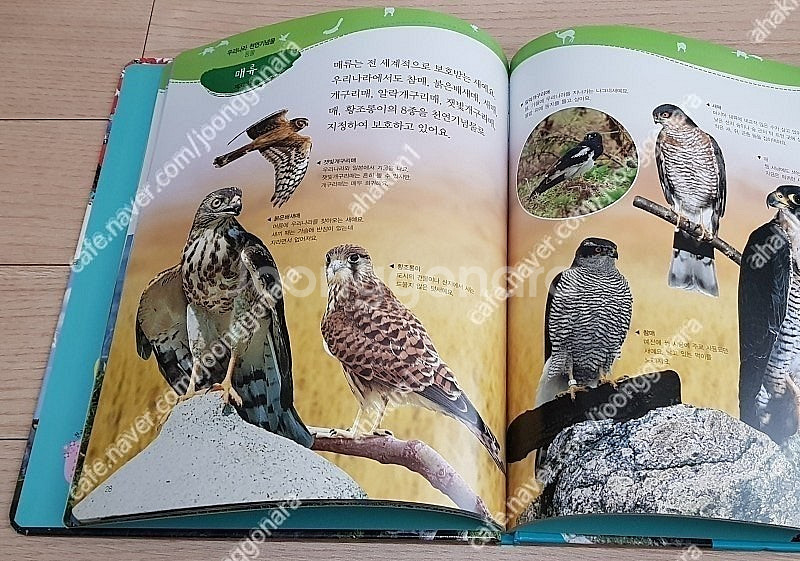 웅진다책구름버스그림책(42권) 한국톨스토이지혜로운탈무드...--8